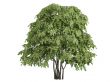Staphylea pinnata