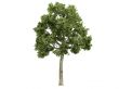 Ash-tree or Fraxiuns