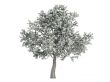 Pear or Pyrus