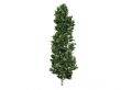 Poplar or Populus