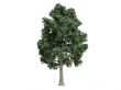 Maple or Acer