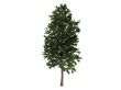 Pine or Pinus sylvestris