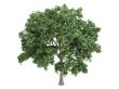 Elm or Ulmus