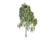Birch or Betula