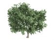 Olive or Olea europaea