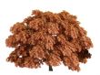 Maple or Acer japonicum