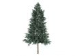Spruce or Picea abies