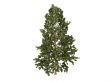 Cork pine or Pinus strobus