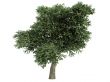 Madrone or Arbutus menziesii
