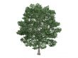 Linden or Tilia