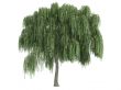 Willow or Salix