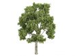 Ash-tree or Fraxiuns