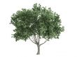 Olive or Olea europaea