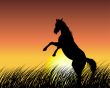horse on sunset background