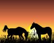 horse on sunset background
