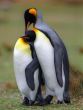 King penguins