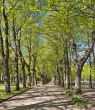 Spring alley