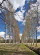 Birch alley
