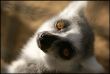 Lemur