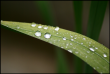 Rainy leaf