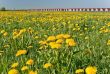 Dandelion spring field