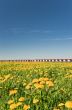 New houses range and dandelion spring field 
