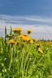 Dandelions
