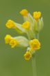 Cowslip