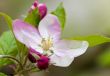 Apple Blossom