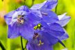 Bell-flower