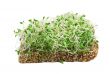 alfalfa sprouts