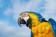 Macaw