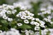 clear crystal white alyssum