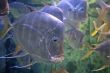 Swimming Fish