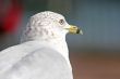 Seagull