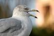 Seagull