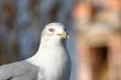 Seagull