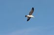 Seagull