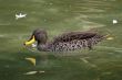 Duck Swimming