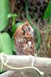 Owl on Branch
