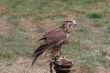 Kestral