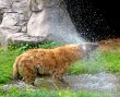 Hyena