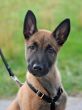 puppy malinois