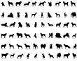 vector silhouettes of  dogs