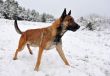 malinois in the snow