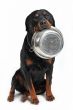 hungry rottweiler