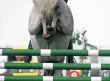 Horse Jump