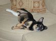 Injured Dog