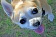 Dog Close-Up