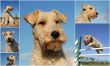 fox terrier